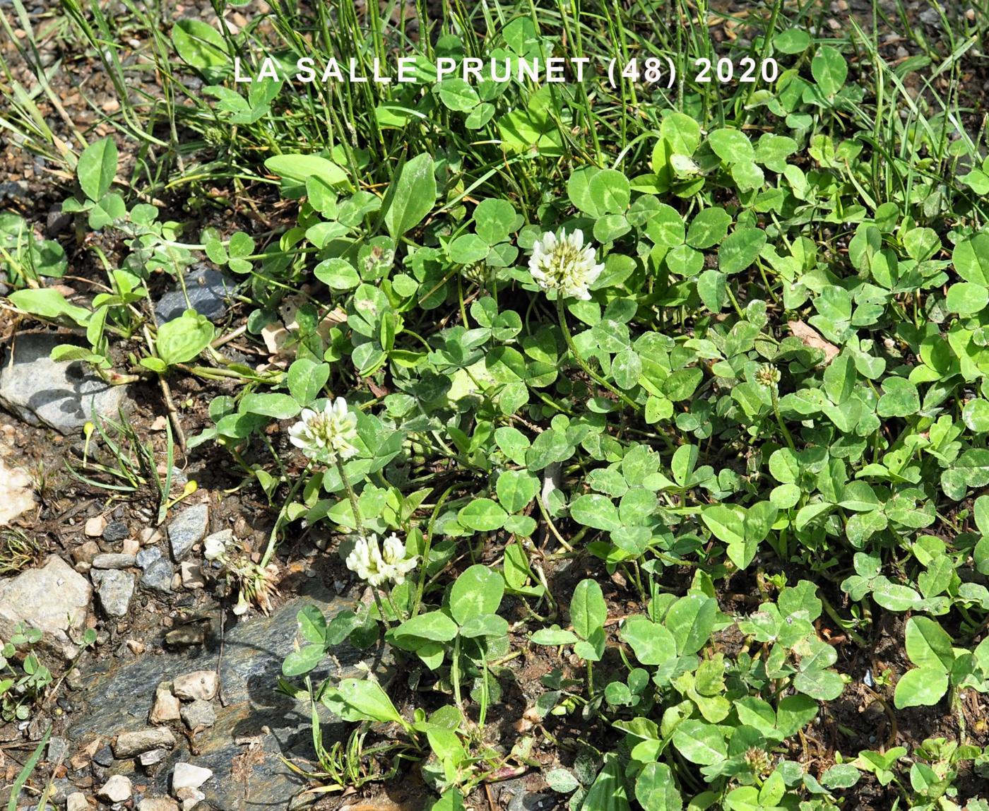 Clover, White plant